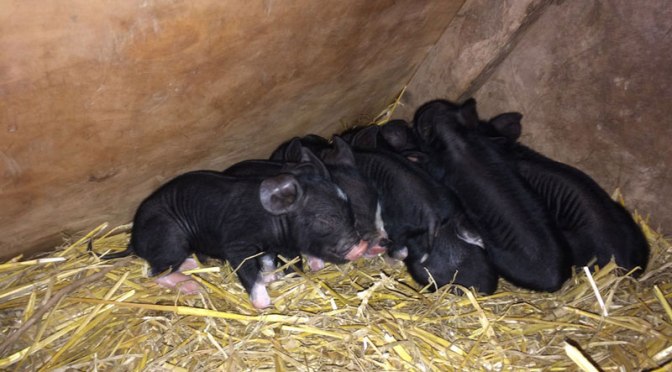 Sultana has her first litter