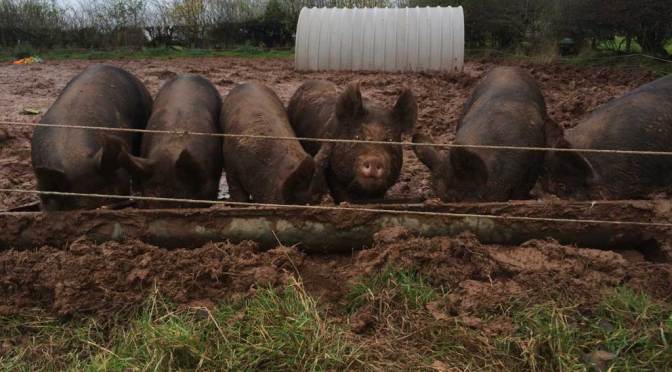 At last the Porkers are gone