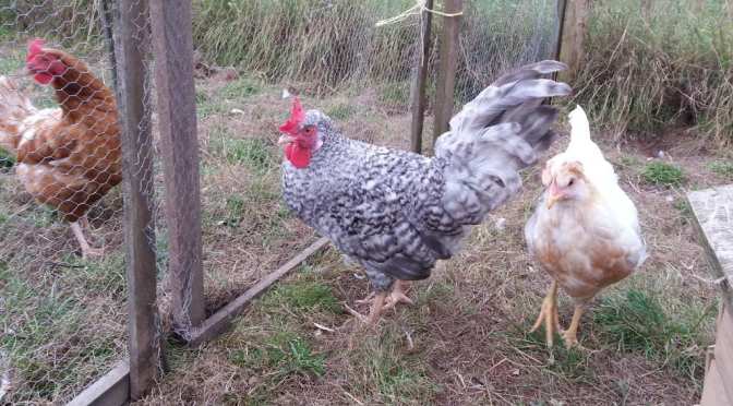 Can you tell the breed?