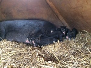 Sultanta's-first-litter