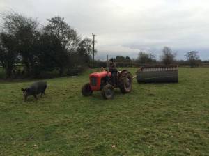 Kiwi checking on progress