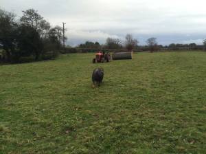 2014-12-10-Kiwi-hurry-up