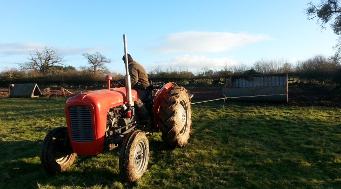 Kiwi & Sultana take up Winter residence