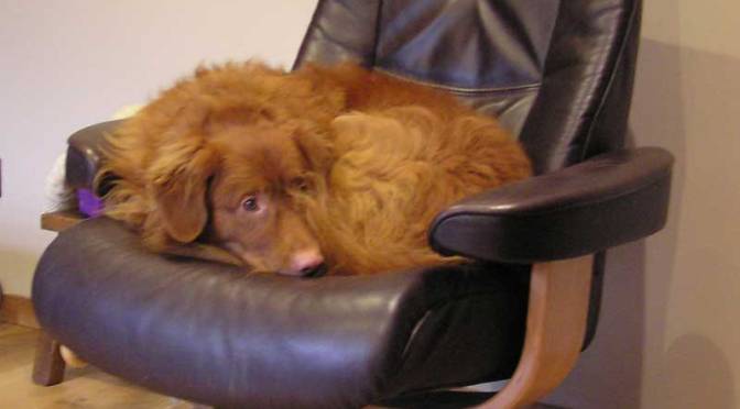 Old Dogs New Tricks?