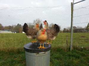 Now hold it girls.....!