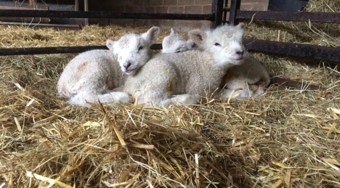 Lambing is over – normality returns
