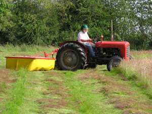 Cutting the hay