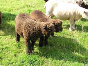 Coloured Ryeland lambs born in March 2015
