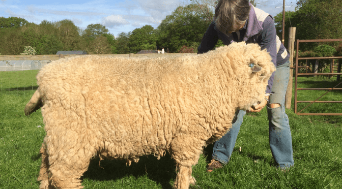 Our stock Rams are for sale