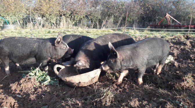 The Grunters are back