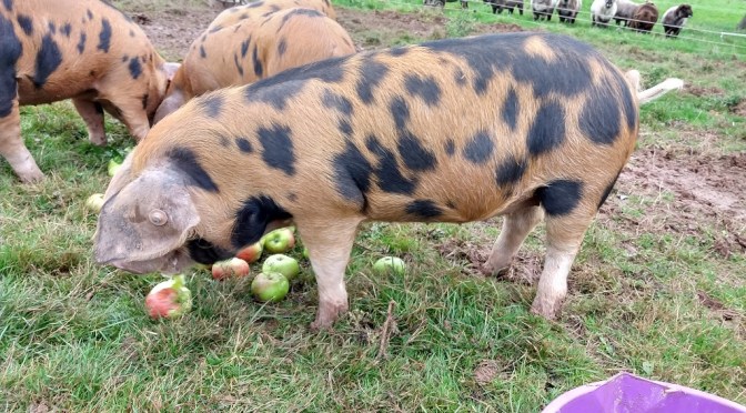 Plum Pudding Pigs
