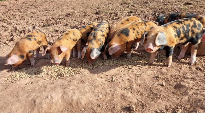 OSBs arrive at Dumblehole