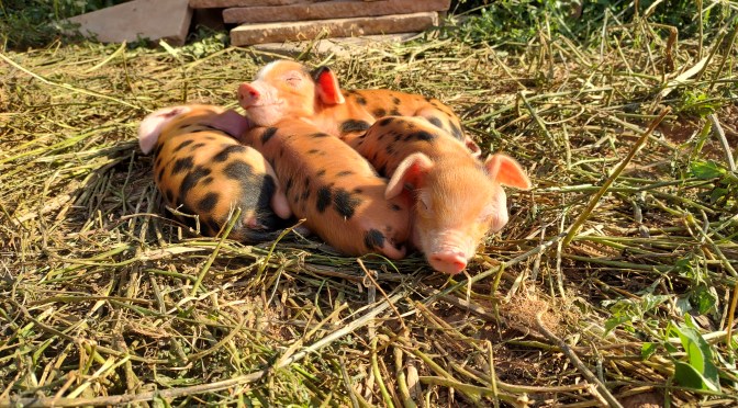 Tammy caught us out as well