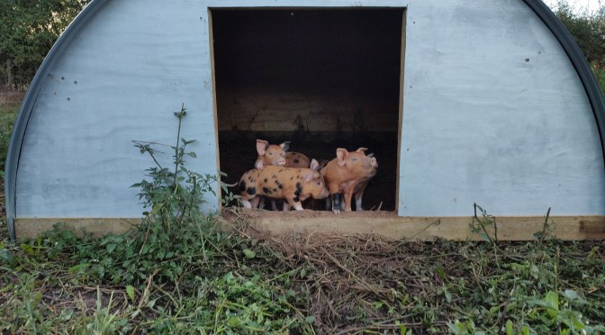 Rosie has a new litter