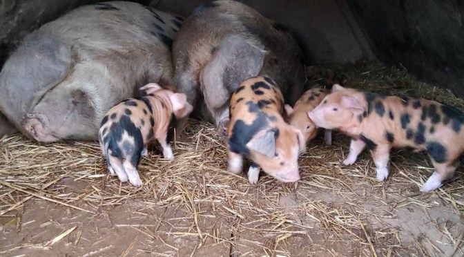 Short Days and Plenty To Do