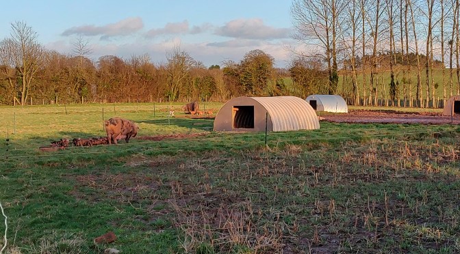 Trudy & Socks have farrowed