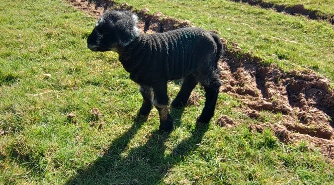 On the Home Straight