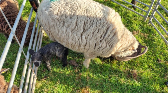 Lambing is officially over